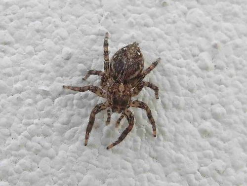 Plexippinae